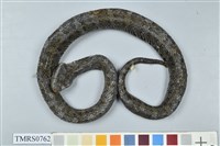 藏品(菊池氏龜殼花)的圖片